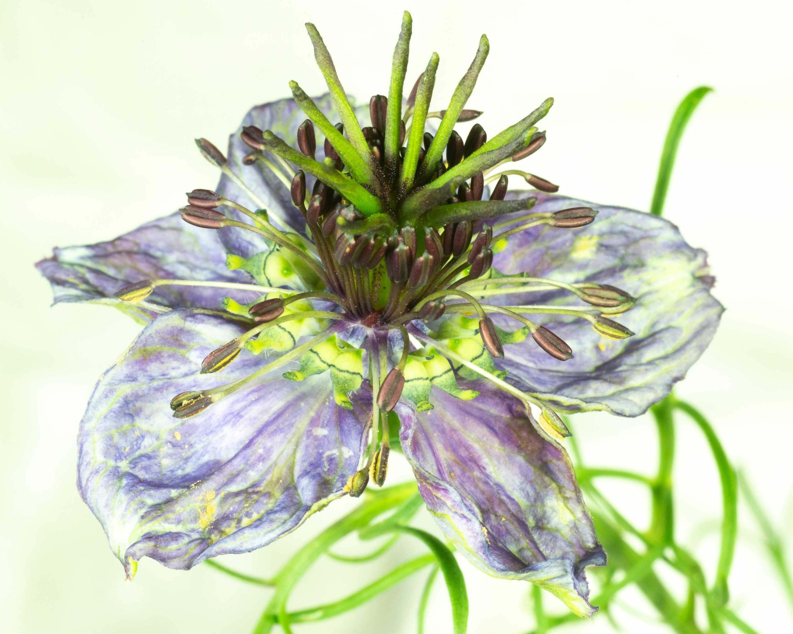 ChrisBrenSchmidt Photography