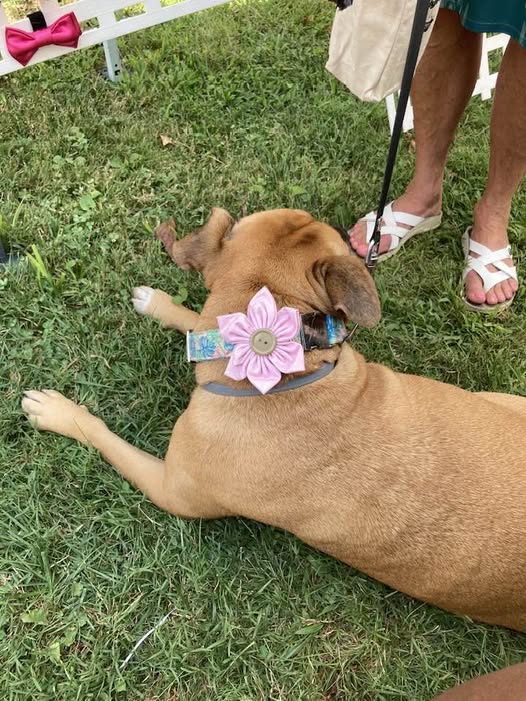 TieBro Handmade Bow Ties